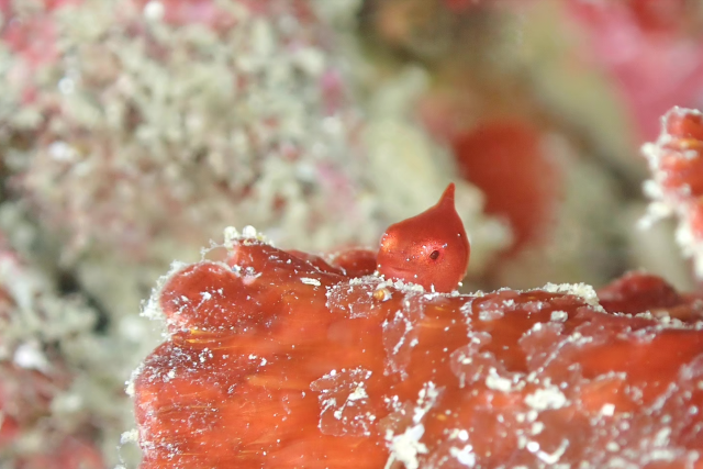 ダイビングショップ ホクレア湘南　城ヶ島ダンゴウオツアー【三浦市】